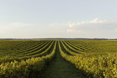 Propriedade intelectual no agro: o ativo que sustenta um importante futuro.